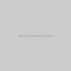 Image of Kidney Membrane Lysate